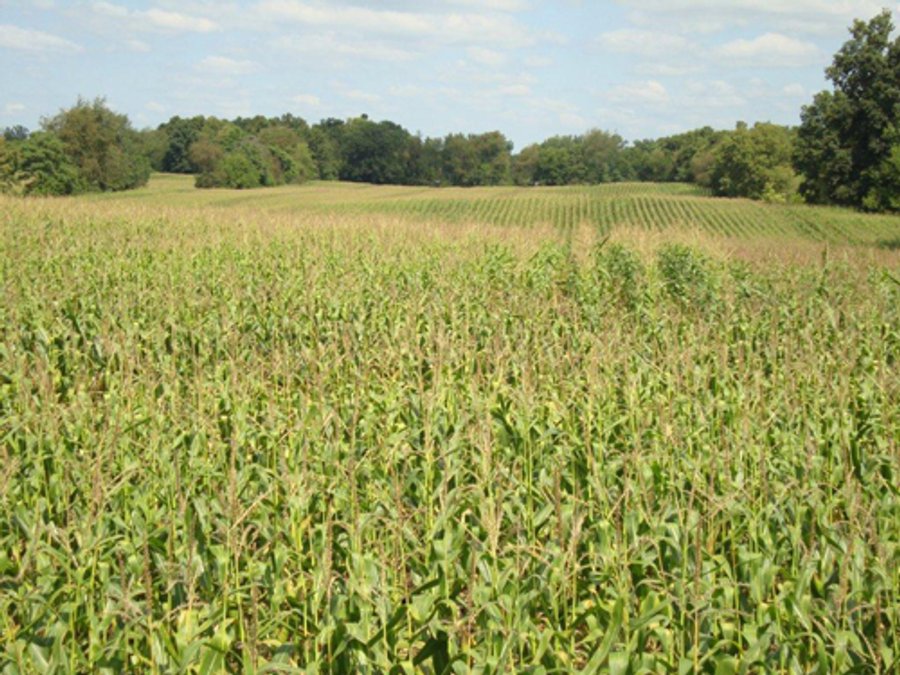 60 +/- Acres Offered in 3 Tracts - Real Estate Auction